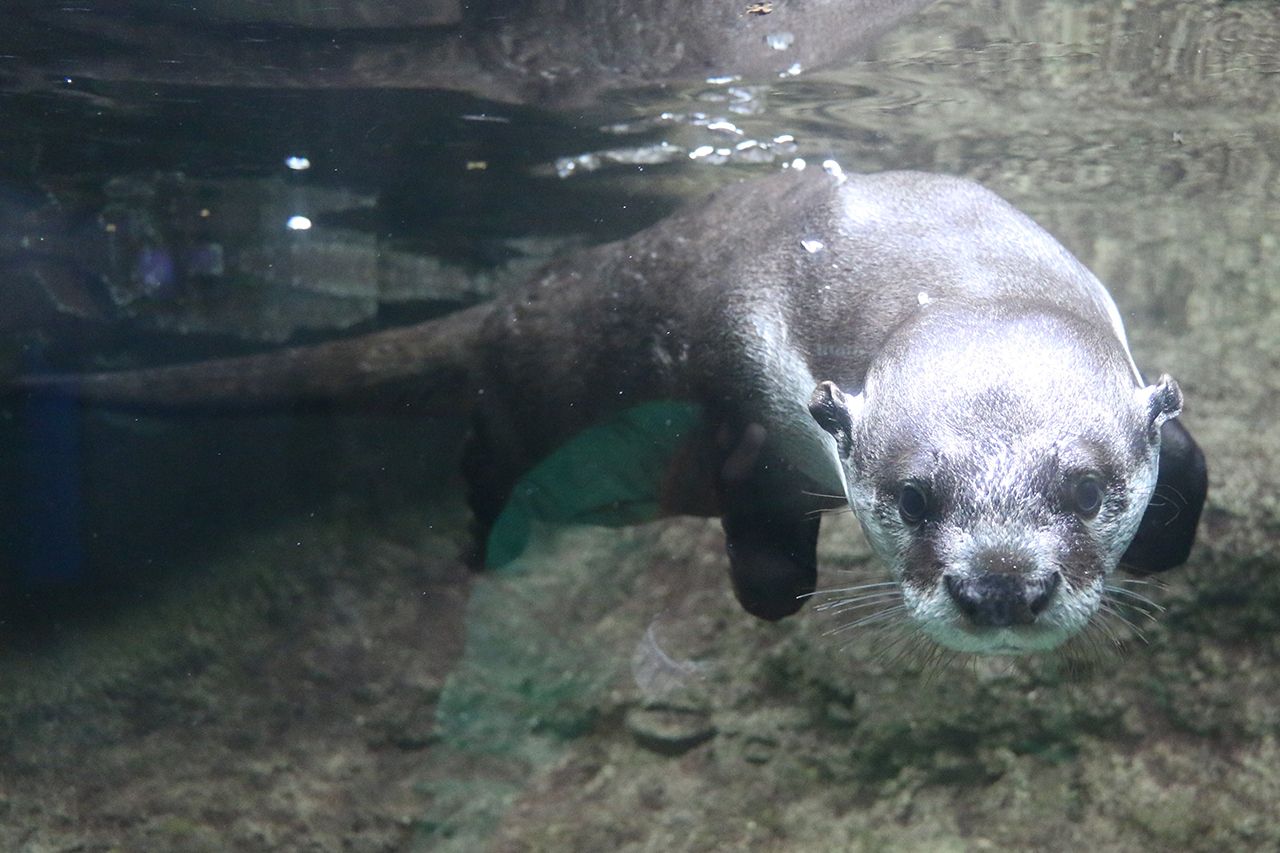くるり（ツメナシカワウソ）＠仙台うみの杜水族館