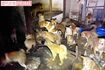 室内で密集する犬たち。体毛は排泄物で汚れていた(読者提供)