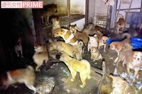 66匹の犬を虐待した容疑者、近隣の苦情から8年逃れた「卑劣すぎる言い訳」