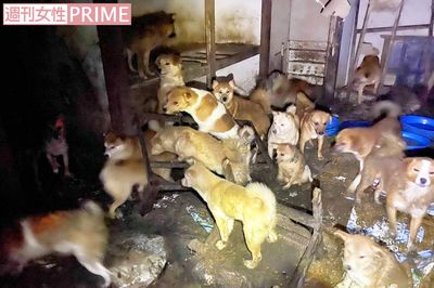 66匹の犬を虐待した容疑者、近隣の苦情から8年逃れた「卑劣すぎる言い訳」