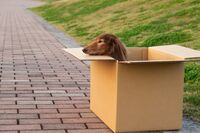 「助かる命だったのに」転売や動物虐待をする“里親詐欺”の卑劣な手口