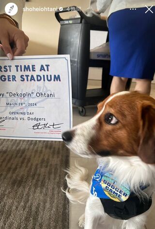 大谷翔平の愛犬のデコピン（大谷翔平のインスタグラムより）