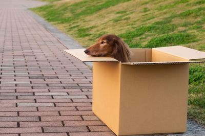 「助かる命だったのに」転売や動物虐待をする“里親詐欺”の卑劣な手口