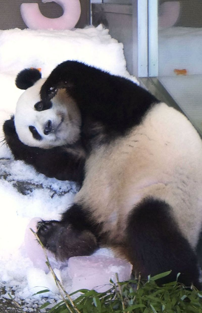 結浜（ゆいひん）。2019年撮影。3歳の誕生日をお祝い　写真／共同通信社