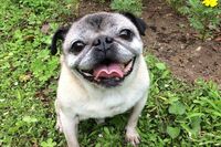 ツイッターで大人気、愛犬のパグを描いたマンガ「めーちゃん」が可愛い!