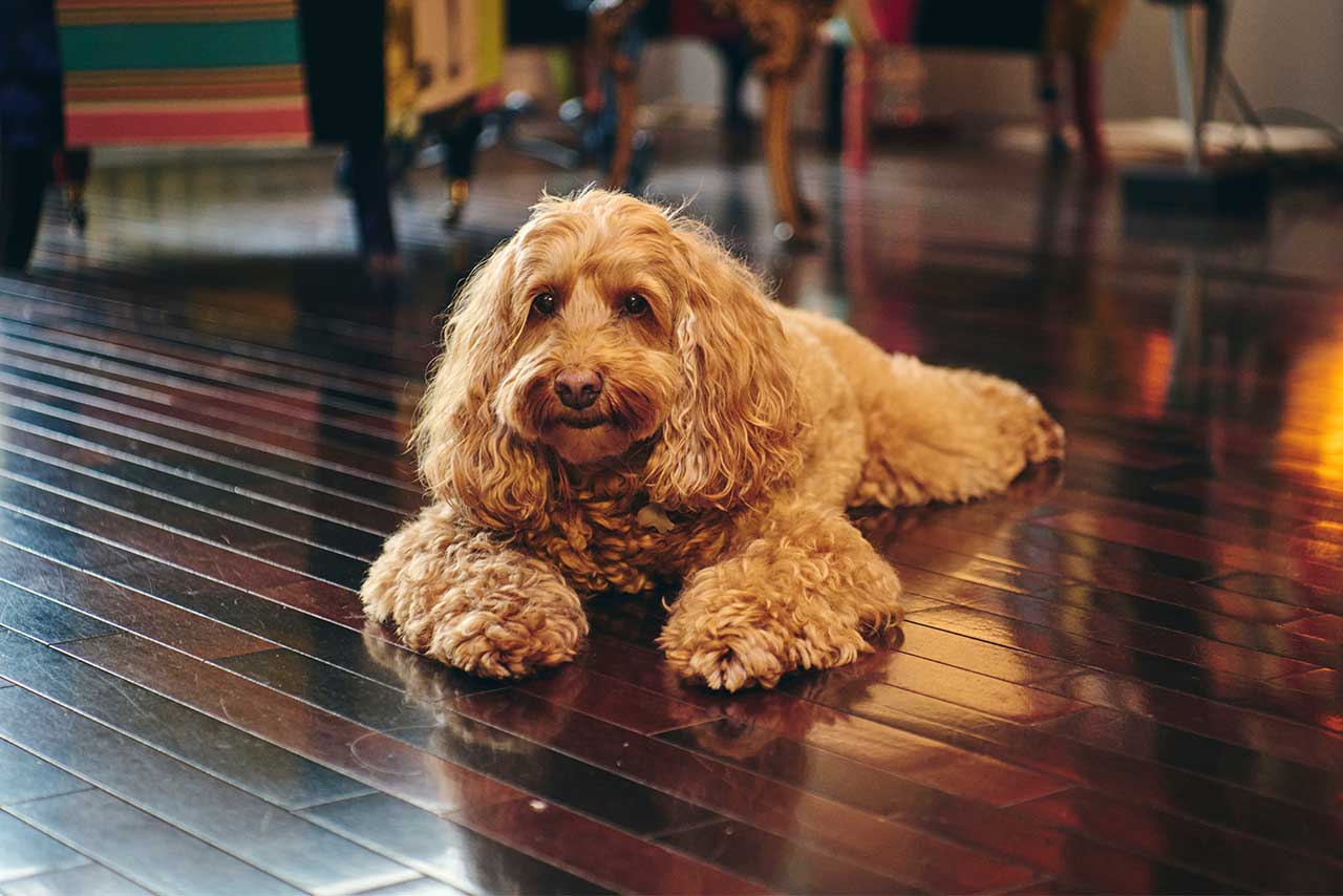 オーストラリアン・ラブラドゥードルの愛犬、アリーとはいつも一緒。ドラマの出演経験もあるためカメラ目線もバッチリ!　撮影/山田智絵