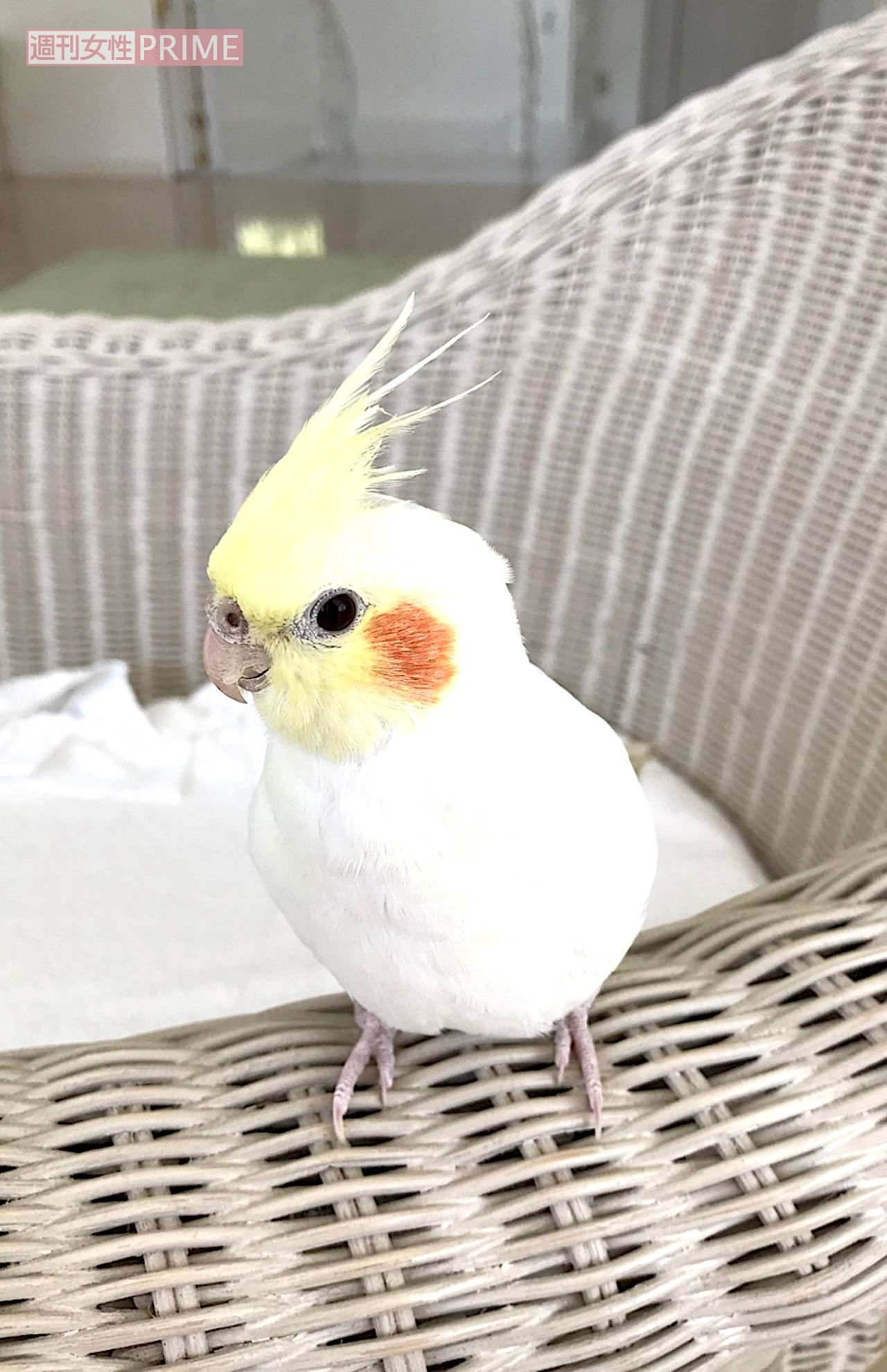 つらいとき支えてくれたピーちゃんは6月他界。「私のナイトでした」（清川さん）　写真提供／清川照美