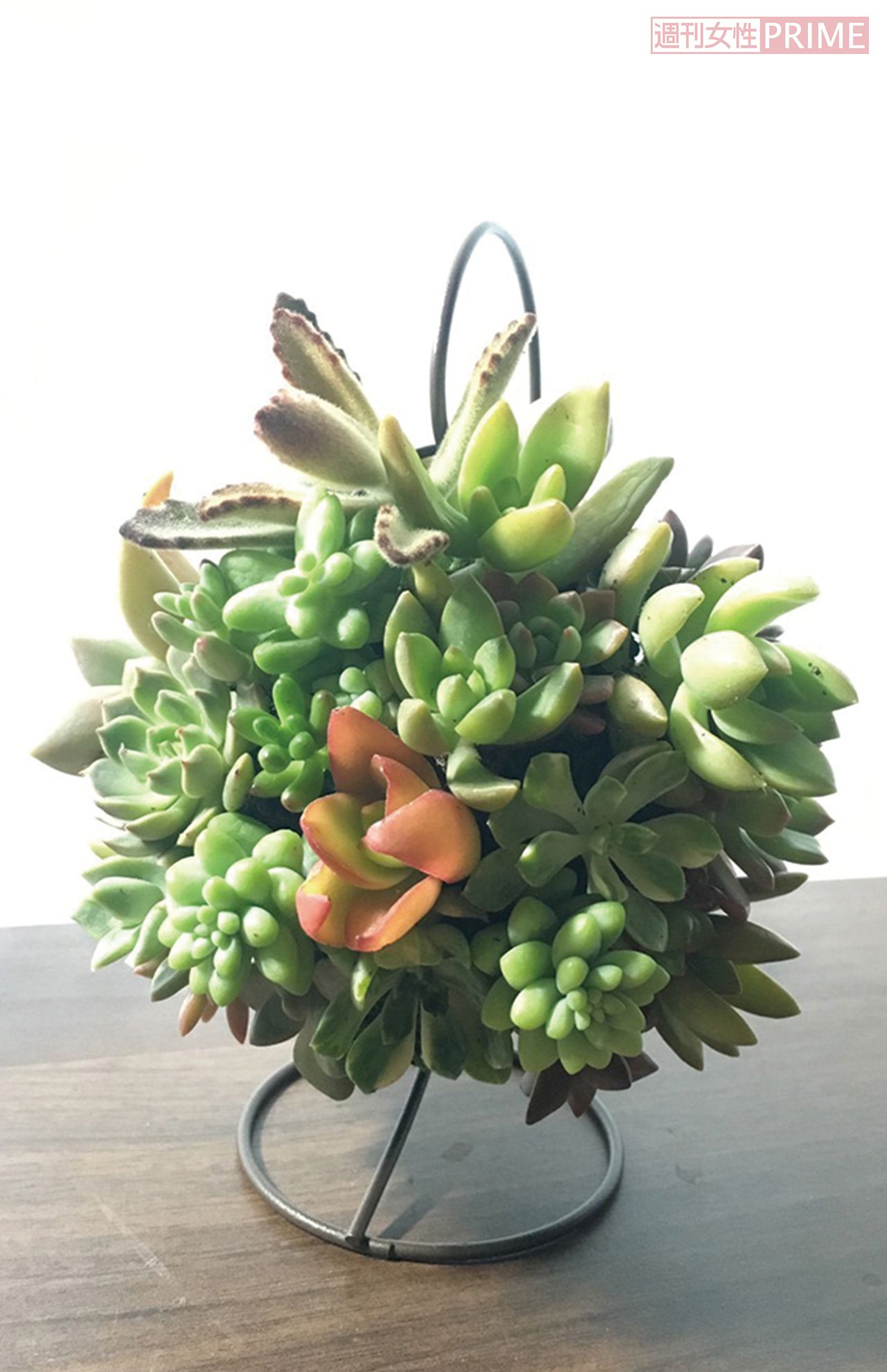 こちらは苔玉がベース　どれもおしゃれな出来栄え植物愛を感じる〜！