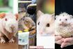 (写真左から)スキニーギニアピッグ、カピバラ、ハムスター、ハリネズミ