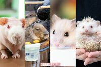 「カピバラ温泉」に「モルモット占い」も! 会いに行ける“ねずみ”の仲間たち