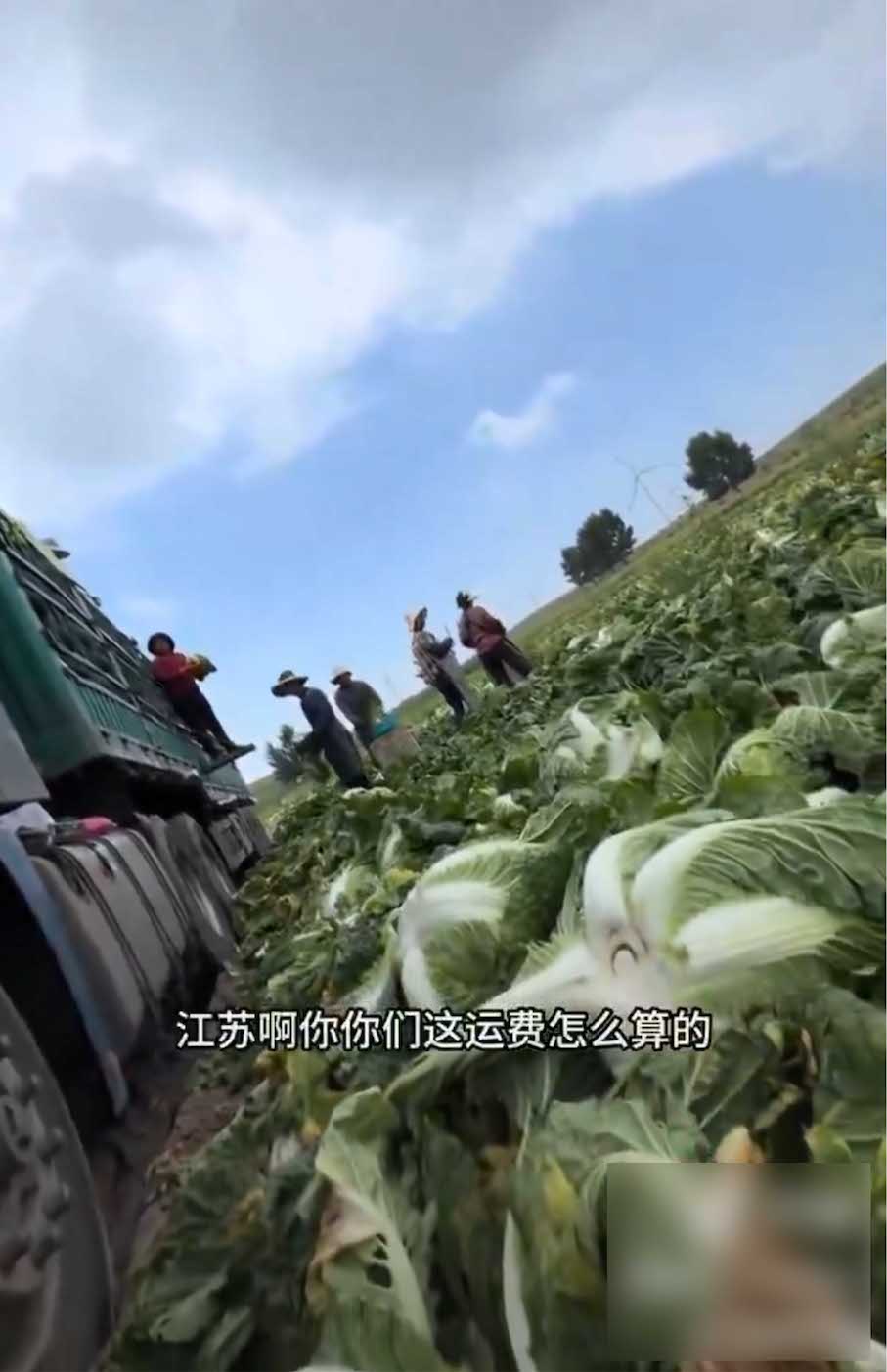 ネット上で拡散されている、中国の白菜収穫の様子を捉えた動画（Xより）