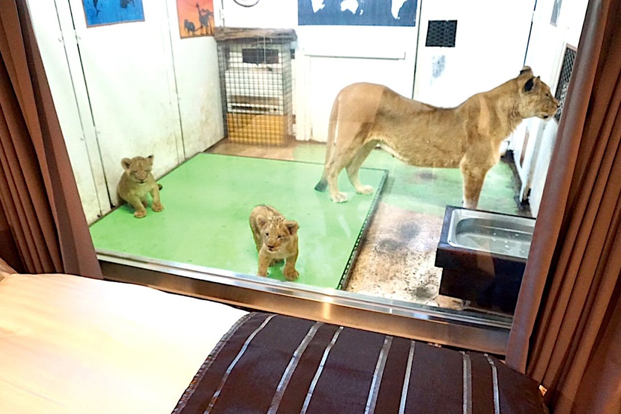 ライオンと宿泊できる「ライオンコテージ」(公式サイトより)