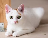 取材で猫シェルターを訪れ、下半身マヒのある猫を引き取る