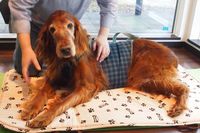 「7才からシニア犬」延び続ける愛犬の平均寿命! 後悔しない介護とは