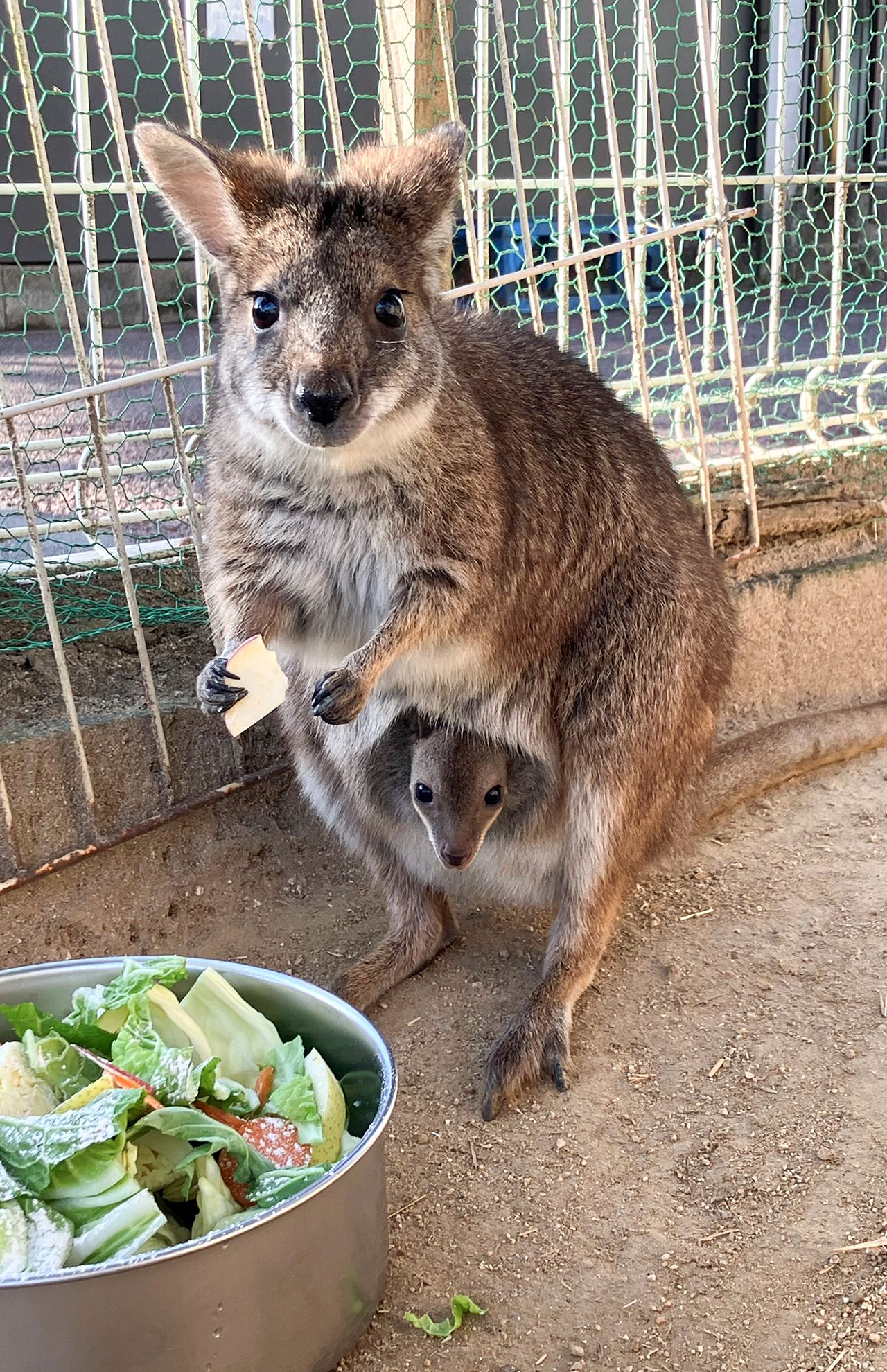 お母さんの袋の中からひょっこり。 この写真が撮影された2月18日は、まだ袋から出ていないため誕生日前ということになる