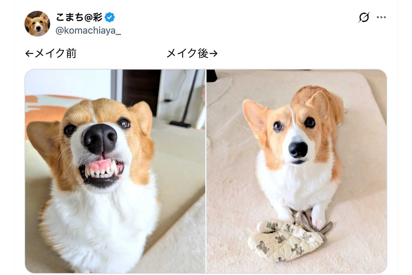 多くの投稿が人々の癒しになっている話題のコーギー・こまち（Xより）