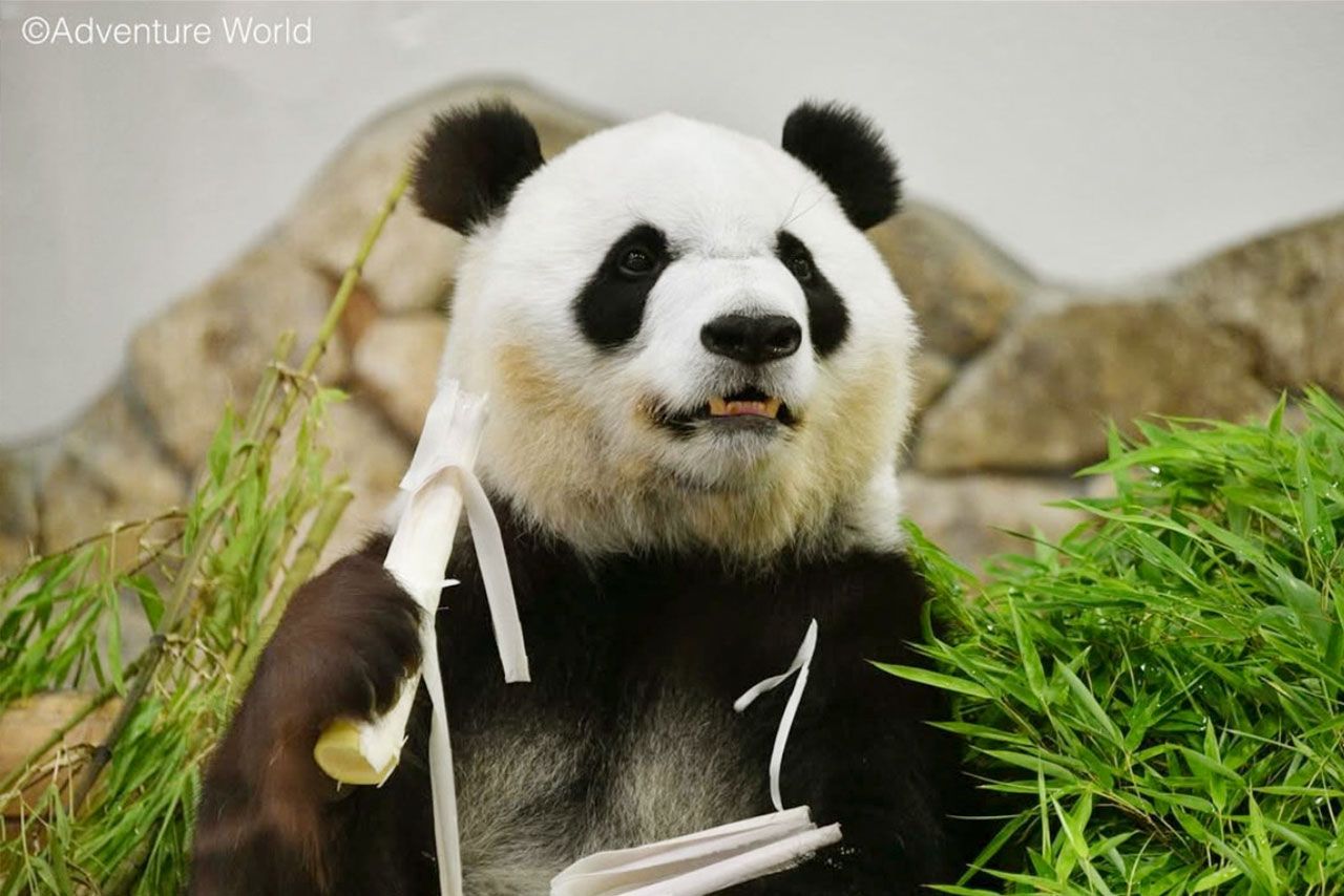 アドベンチャーワールドの彩浜、現在は中国の「成都ジャイアントパンダ繁殖研究基地」で会うことができる（アドベンチャーワールド公式Instagramより）