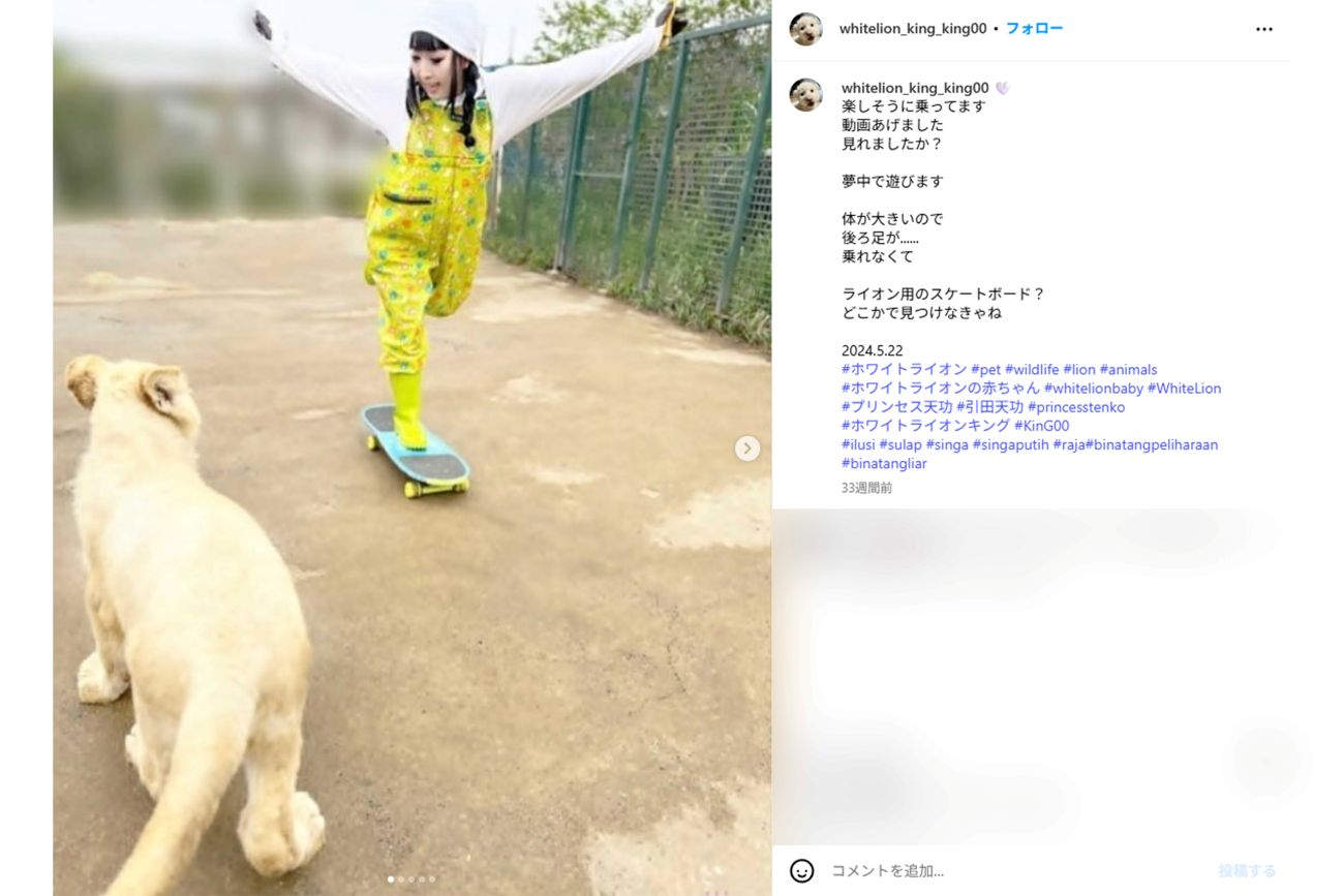 ホワイトライオン・KING君を飼育中のプリンセス天功（インスタグラムより）