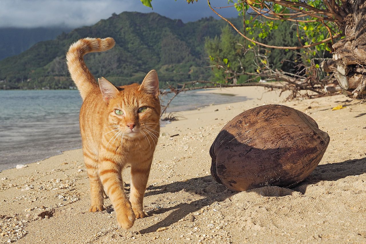 映画『劇場版 岩合光昭の世界ネコ歩き コトラ家族と世界のいいコたち』　(c)Mitsuaki Iwago