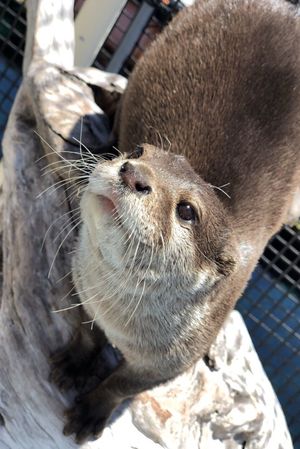 のこすけ（コツメカワウソ）＠うみたま体験パーク「つくみイルカ島」