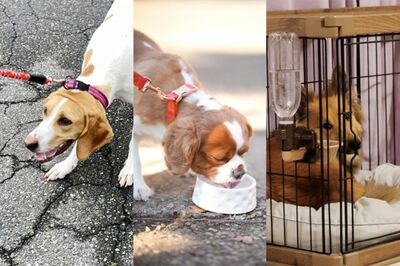 犬の平均寿命は14.65歳！首にリード、部屋に芳香剤、今すぐやめるべき愛犬の命を縮める「NG行動」