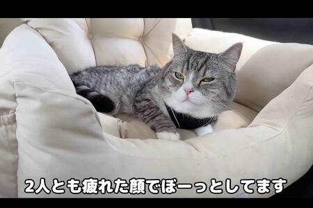 動物病院帰りに車内で撮影された動画。もちまるが過呼吸状態なのではと心配の声が寄せられた（『もちまる日記』YouTubeより）