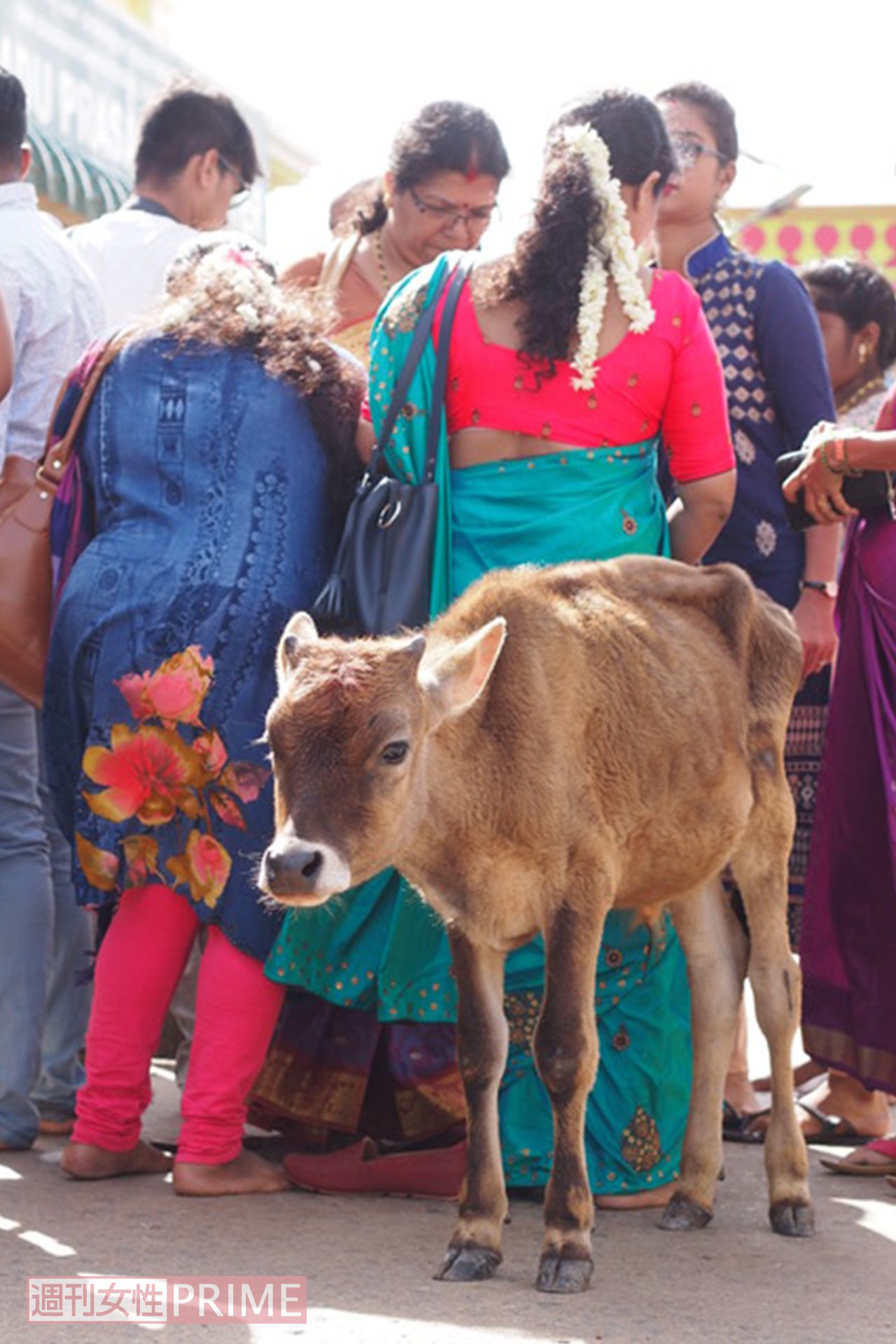 コロナが感染拡大する前。混み合っていた街中には子牛の姿が（北村研二さん提供写真）