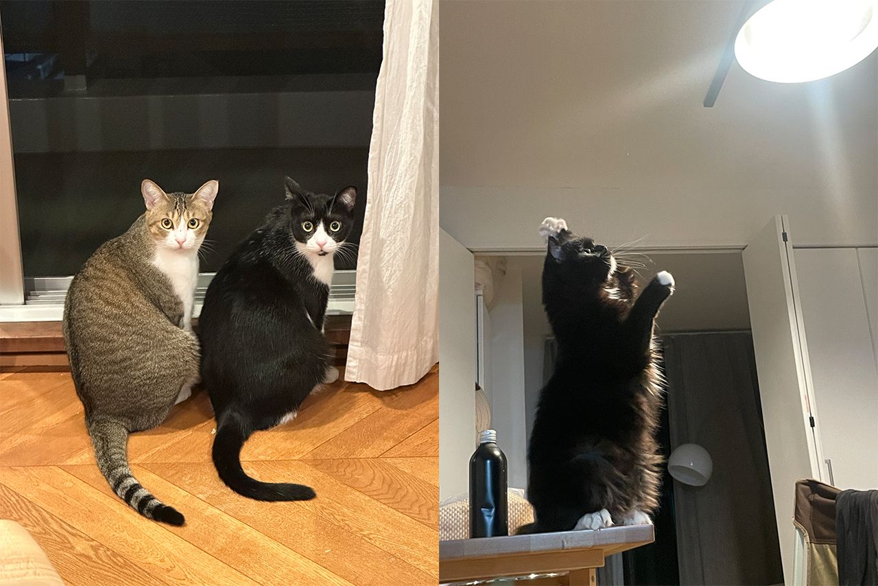 癒しの『猫ぐすり』　画像／飼い主提供