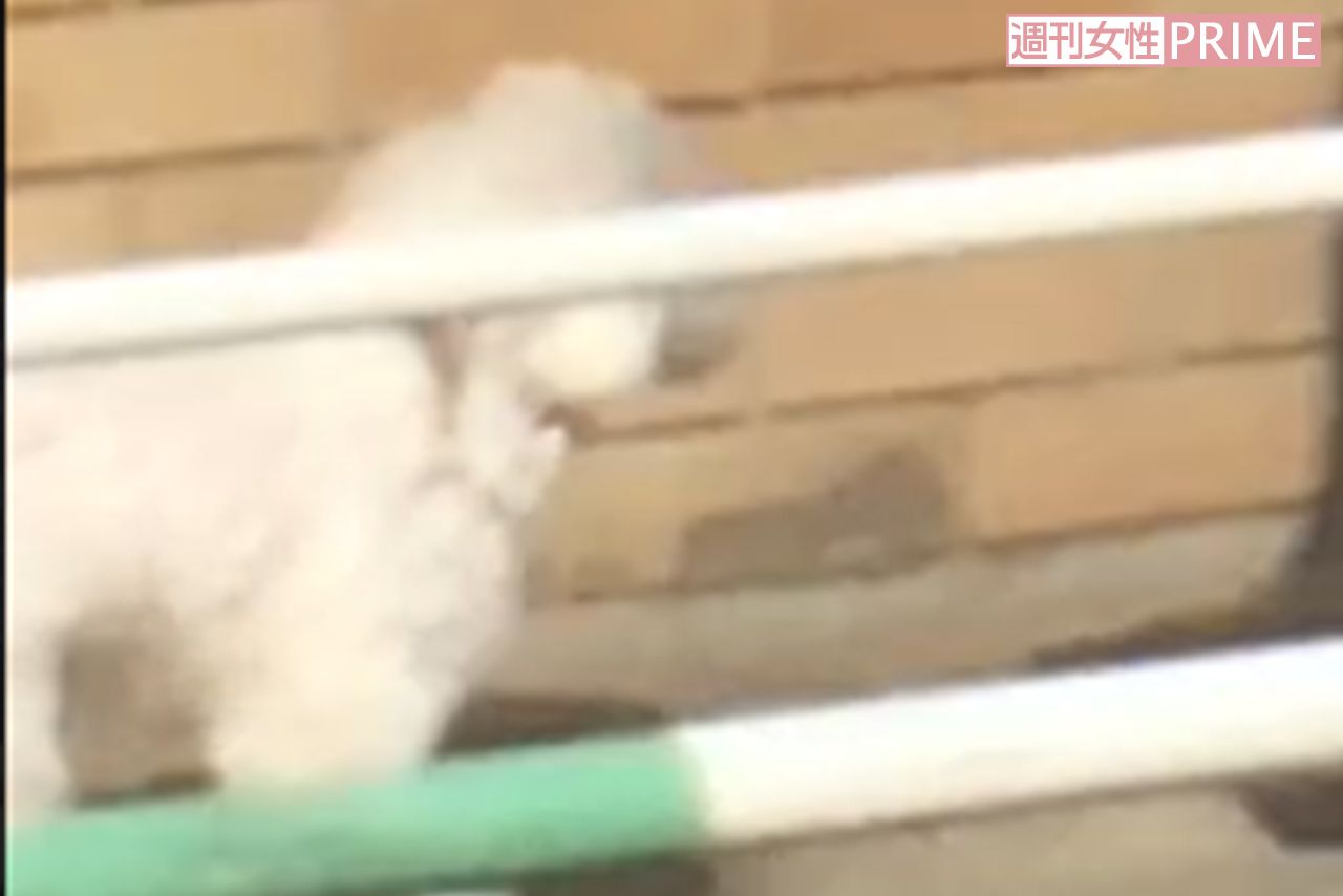 相武の愛犬“みゅー”