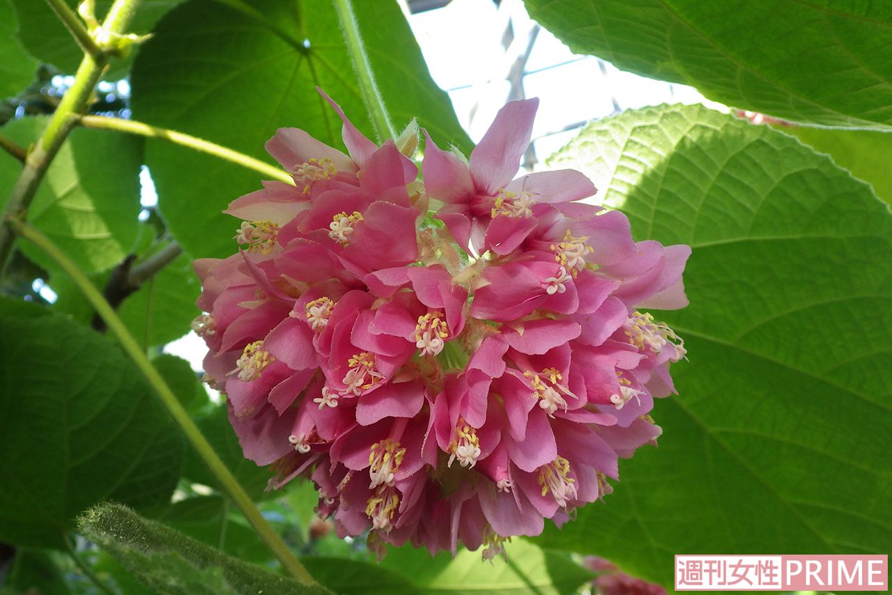 主にアフリカ原産の「ドンベヤ・ウォリッキー」　撮影／渡邉智裕