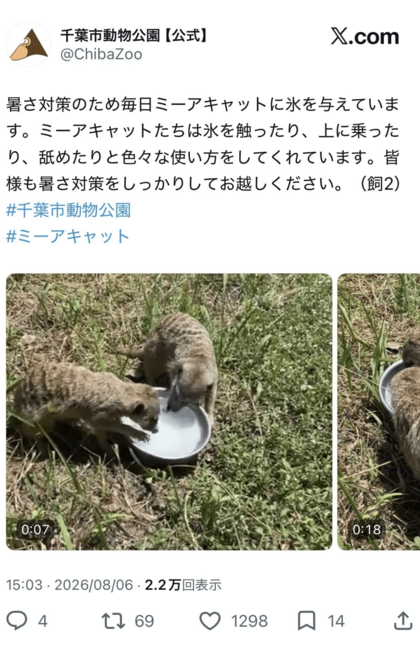 動物園の熱中症対策としてミーアキャットに氷を与える様子（千葉市動物公園公式Ｘ）