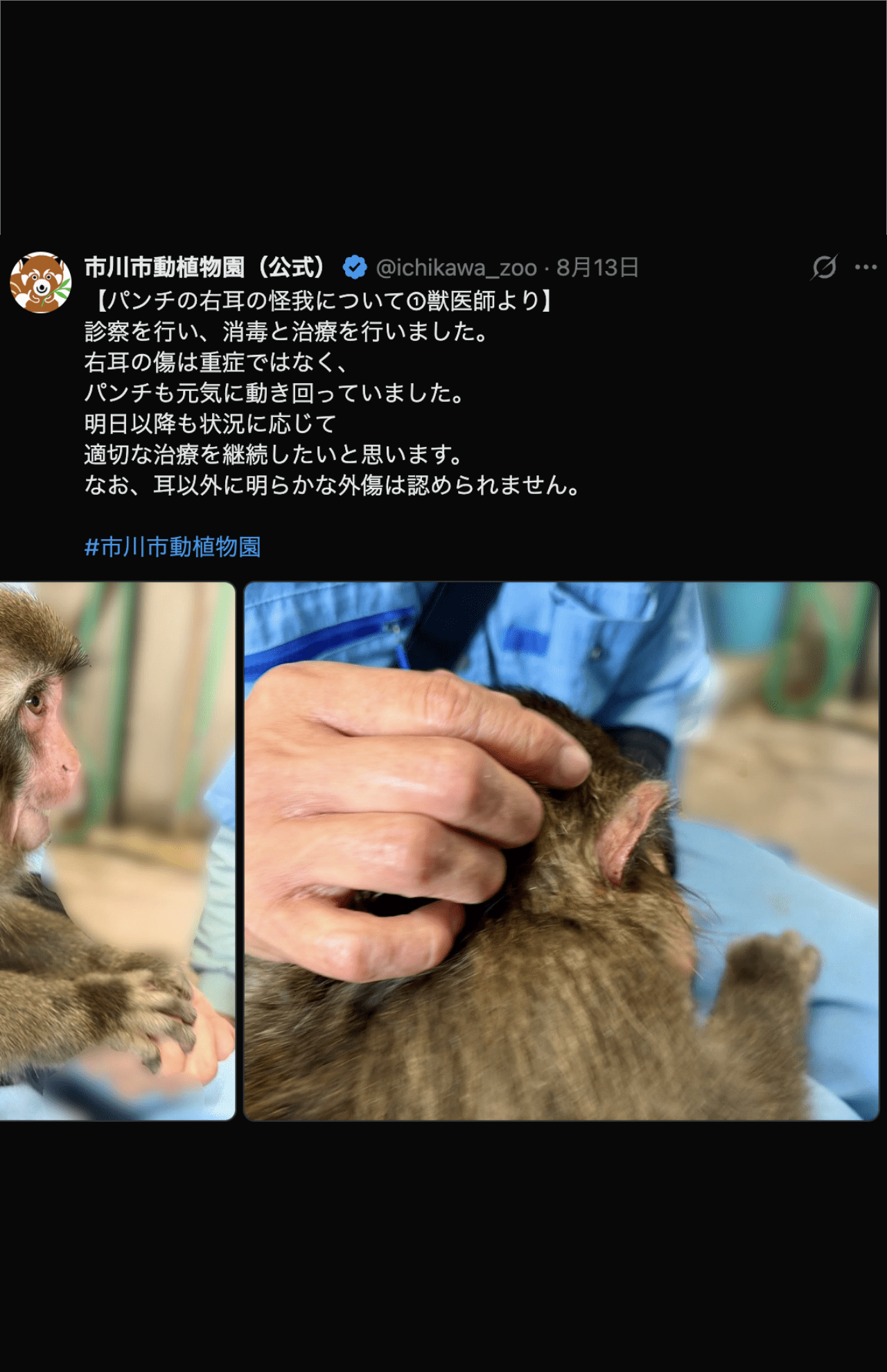 パンチくんの怪我の様子（市川市動植物園公式Xより）
