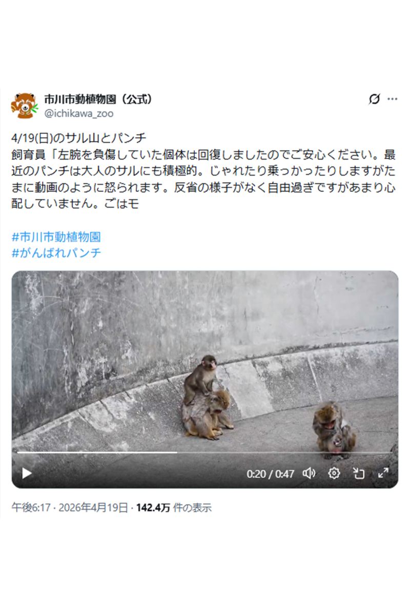 別のサルの背中に乗るパンチくん（市川市動植物園公式Xより）