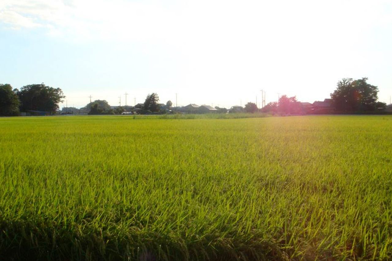 国内の農業人口は40年前の3割以下と減少の一途（写真はイメージ）