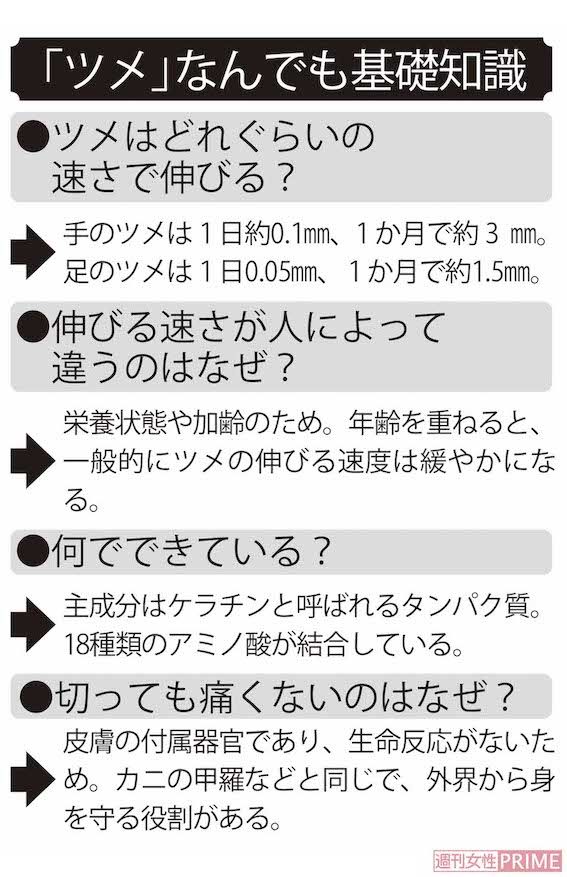 「ツメ」なんでも基礎知識