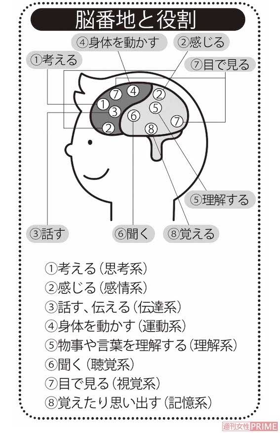 脳番地と役割　イラスト／FUJIKO（大和書房『脳は右から若返る』より）「脳番地」は脳の学校の登録商標です