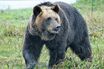 NHKニュースの“クマ被害”の見出しがひどすぎると物議「公共放送の水準にない」問われるメディアの日本語力