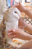 長時間、触られ続けるフクロウ(PEACE提供)