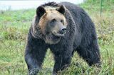 出川哲朗はクマとキス、藤原喜明は檻の中で生身バトル…