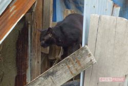 現在は猫が3匹すみついている