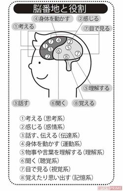 脳番地と役割　イラスト／FUJIKO（大和書房『脳は右から若返る』より）「脳番地」は脳の学校の登録商標です