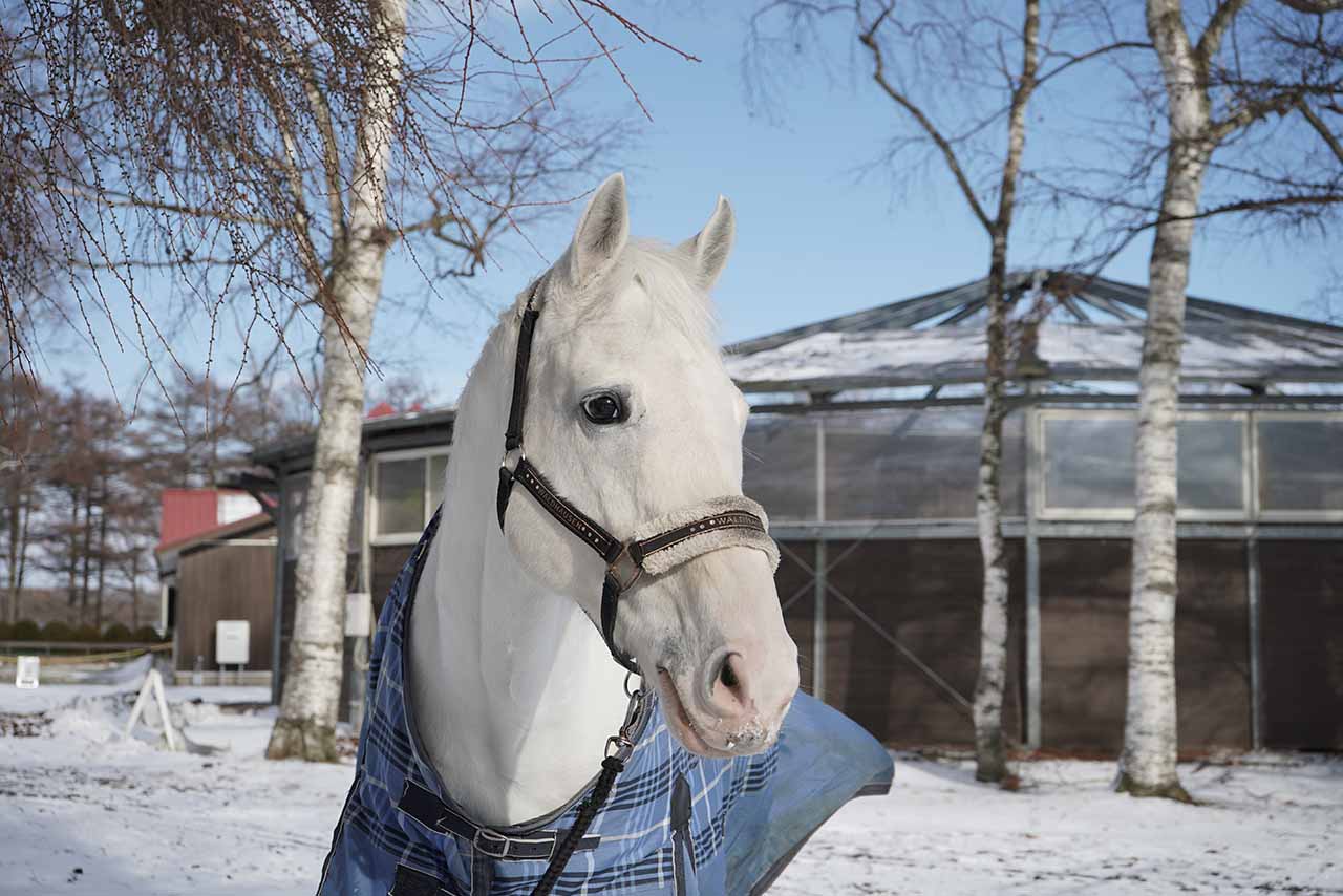 ハヤヤッコ　　写真提供／ノーザンホースパーク