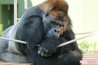 写真集まで出した“イケメンゴリラ”が絶賛イクメン中！「息子もイケメン要素あり」動物園も太鼓判
