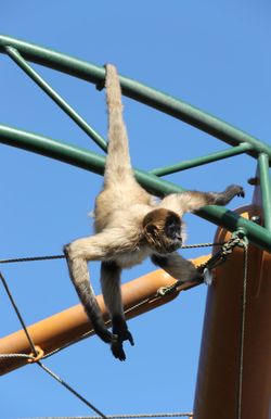 華麗に飛び回る姿を披露してくれたクモザル