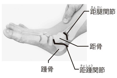かかと部分の骨、関節の名称