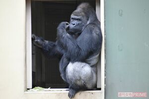 あのスター動物は今》あれから9年、イケメンゴリラ・シャバーニ「人間
