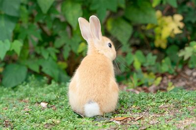 “自慢のおちりです”「うさぎさんのおしりはいろいろ丸くて愛らしいと思っています」（撮影／うさぎ写真家uta）