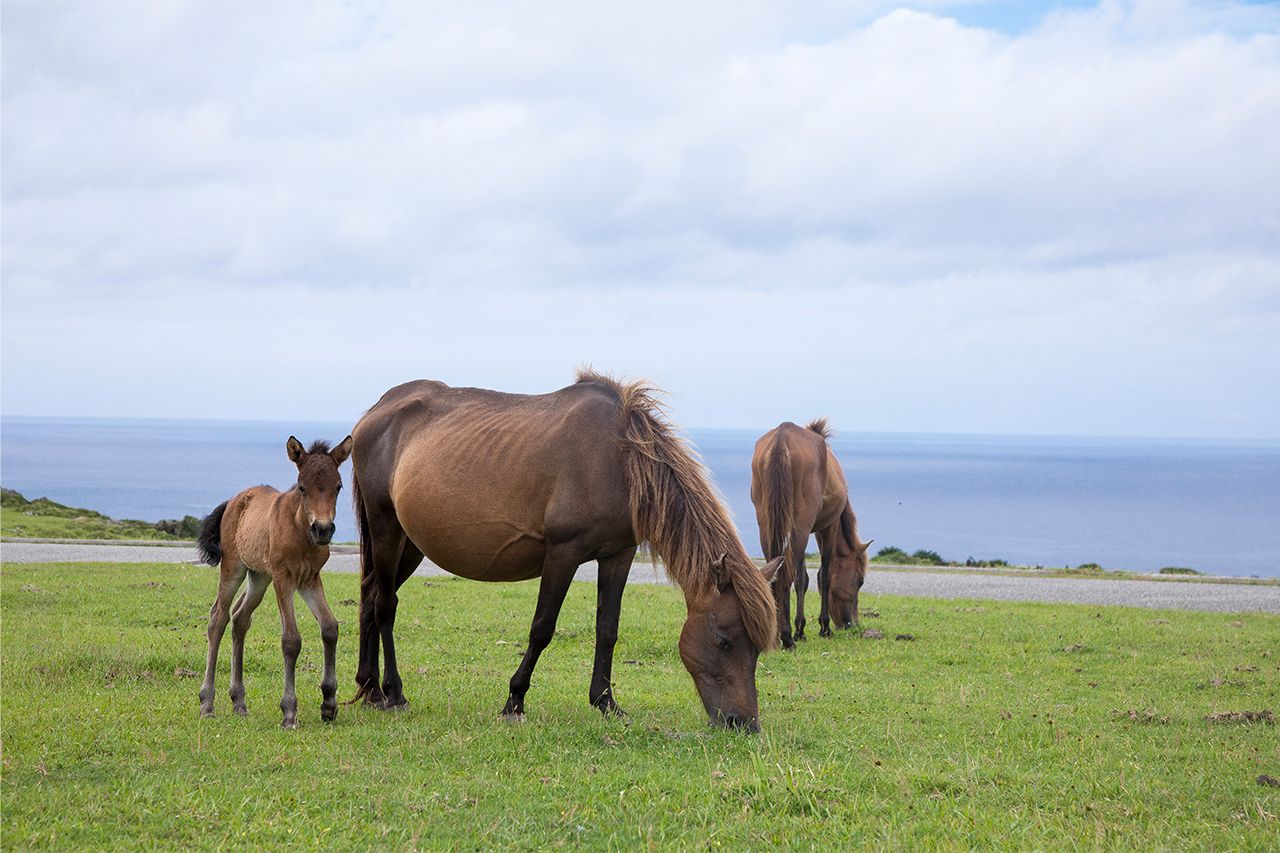 草をはむ与那国馬