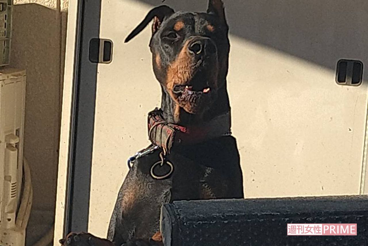 かなり大型のドーベルマンだという