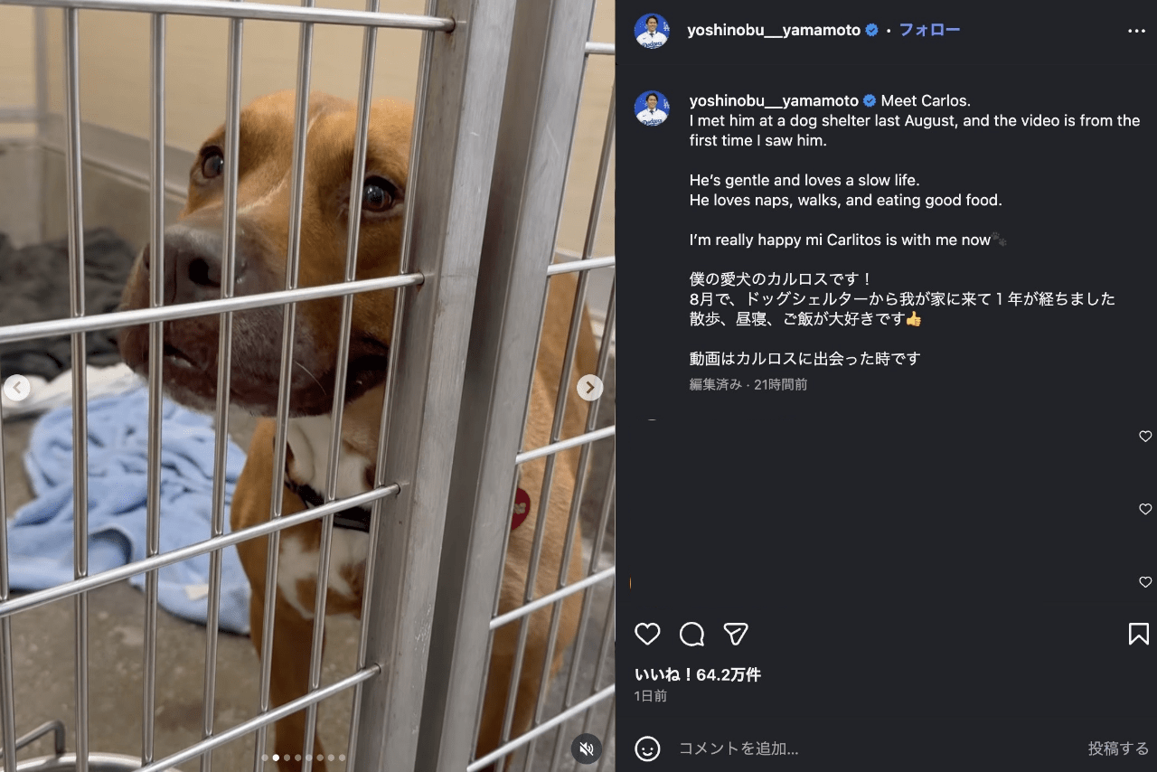 世界がベタ惚れしているドジャース・山本由伸の愛犬カルロス（公式インスラグラムより）